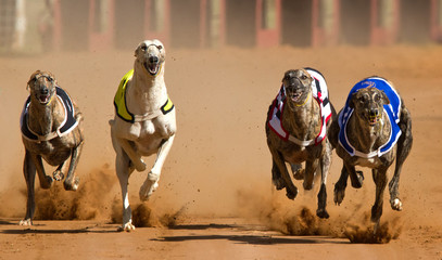 racing greyhouns