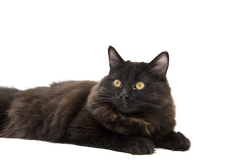 Black Cat isolated on white