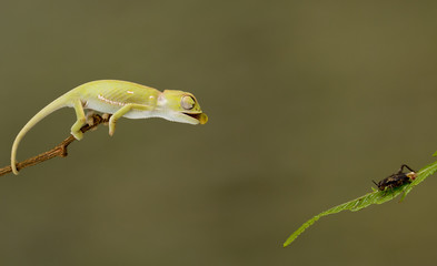 chameleon with catch © francoisloubser