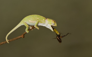 chameleon with catch
