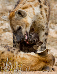 heyna and cub