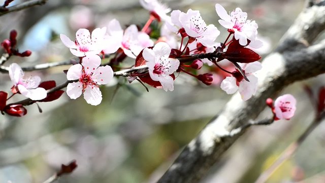 Branch of japanese plum in springtime