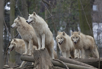 Naklejka premium Horde of arctic wolves