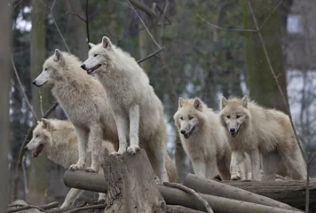 Papier Peint photo Lavable Loup Horde of arctic wolves