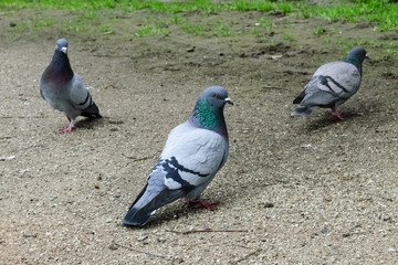 Piccioni trio