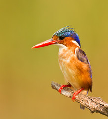 makachite fisher