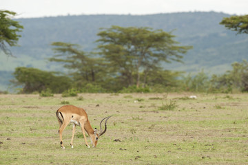 Impala Munching in the Savannah