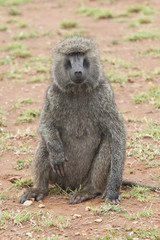 Sitted Olive Baboon
