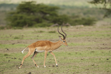 Naklejka na ściany i meble Impala Munching w Savannah