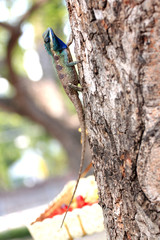 Focus A Chameleon on Tree.