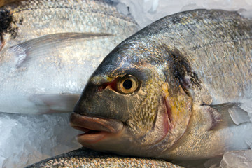 fresh dorado fish on ice