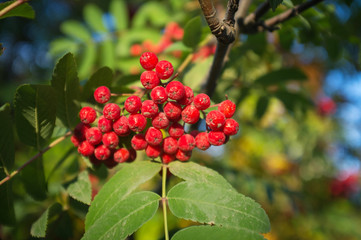 Autumn red rowan berries