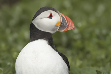 Frailecillo en las islas farne