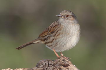 Pájaro acentor en una rama