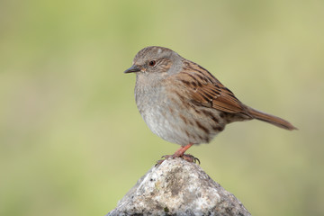Pájaro acentor en una piedra
