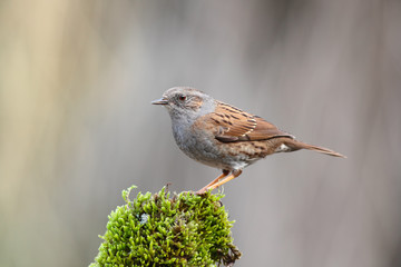 Pájaro acentor en una rama