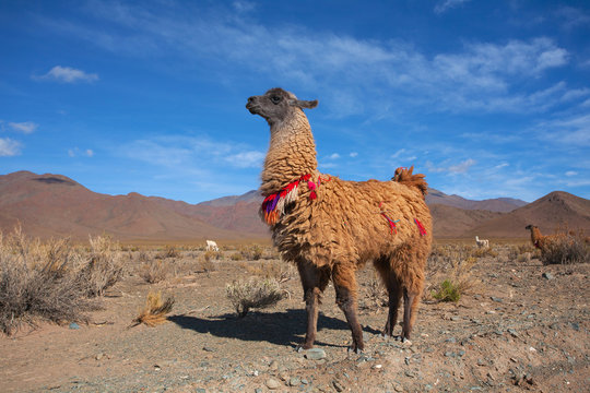 Lama on the Laguna Colorada, Bolivia