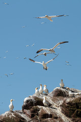 Alcatraces atlánticos en Bass rock