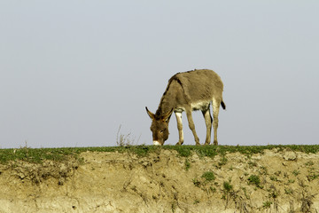 semi-wild donkey eating grass - Danube Delta, Romania
