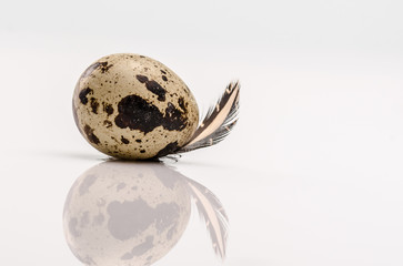 Quail egg