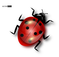 Vector ladybird isolated.