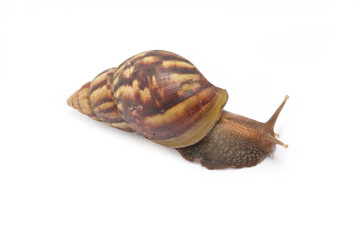 Snail isolated on white background.