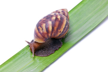 Snail walking on green leave.