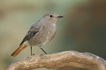 Colirrojo tizón hembra en una rama con fondo artificial