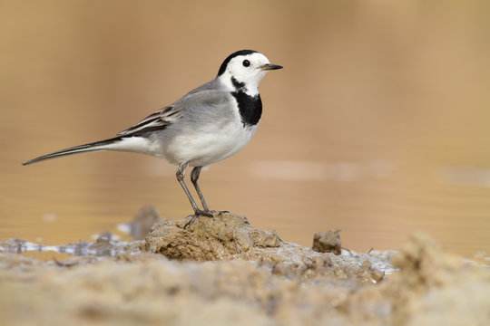 Lavandera blanca