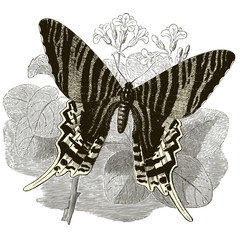 VINTAGE MOTYL