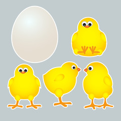 chicks with egg