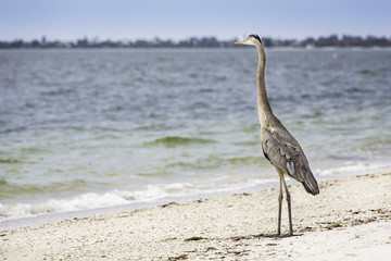 Great Blue Heron