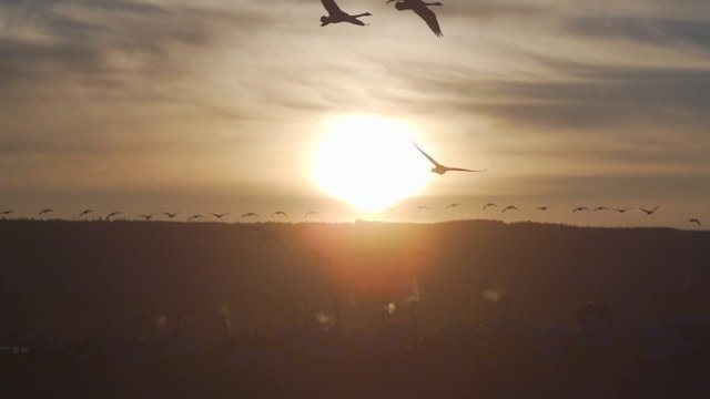 Wasserv&ouml;gel im Sonnenaufgang
