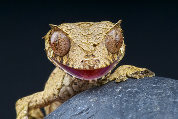 Leaf-tailed gecko / Uroplatus phantasticus