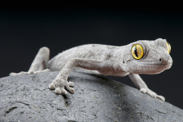 Spiny-tailed gecko / Strophurus spinigerus