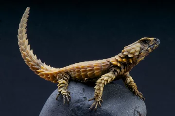 Photo sur Aluminium Afrique du Sud Armadillo lizard / Cordylus cataphractus