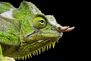 Naklejka premium Four-horned chameleon / Trioceros quadricornis