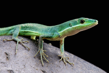 Fototapeta premium Emerald grass lizard / Takydromus smaragdinus