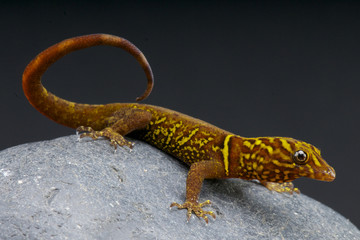 Variegated gecko / Gonatodes cecilae