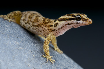 Aruba gecko / Gonatodes antillensis