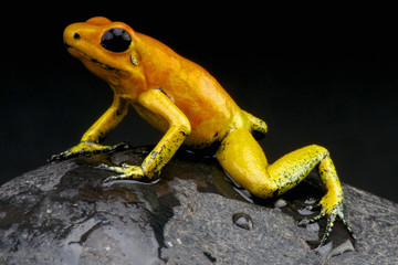 Orange poison frog / Phylloates terribilis