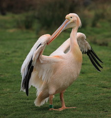 grand pélican blanc