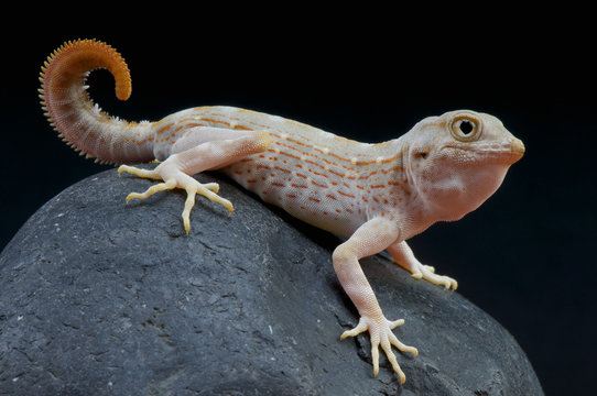 Scorpion gecko / Pristurus carteri