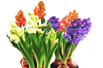 Frühblüher - Hyazinthen in verschiedenen Farben