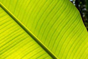 Backlit banana leaf with bokeh