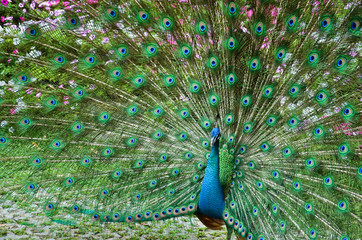 Naklejka premium Portret pawia z piórami