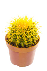 Cactus in a pot