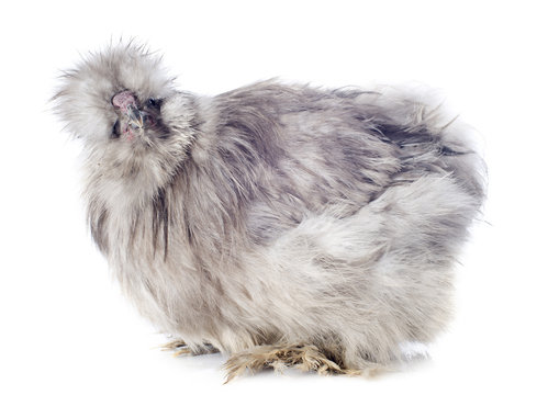 jeune poule n&egrave;gre soie