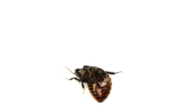 Top view of Woodlice on white background