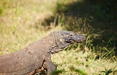 Komodo Dragon